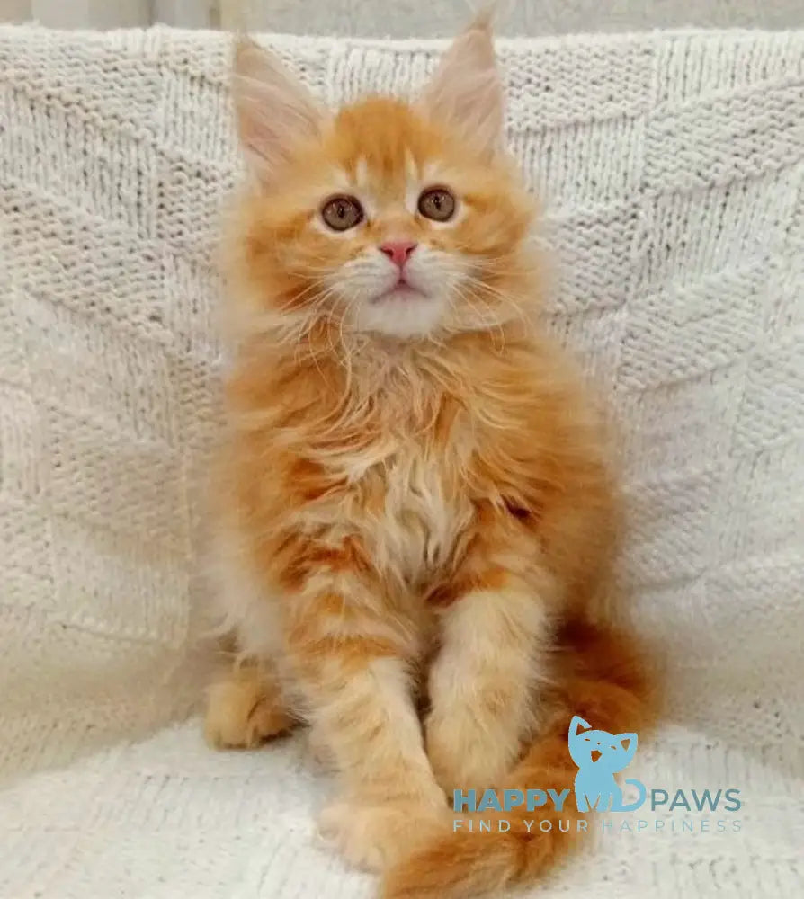 Fiona Maine Coon female red tabby live animals