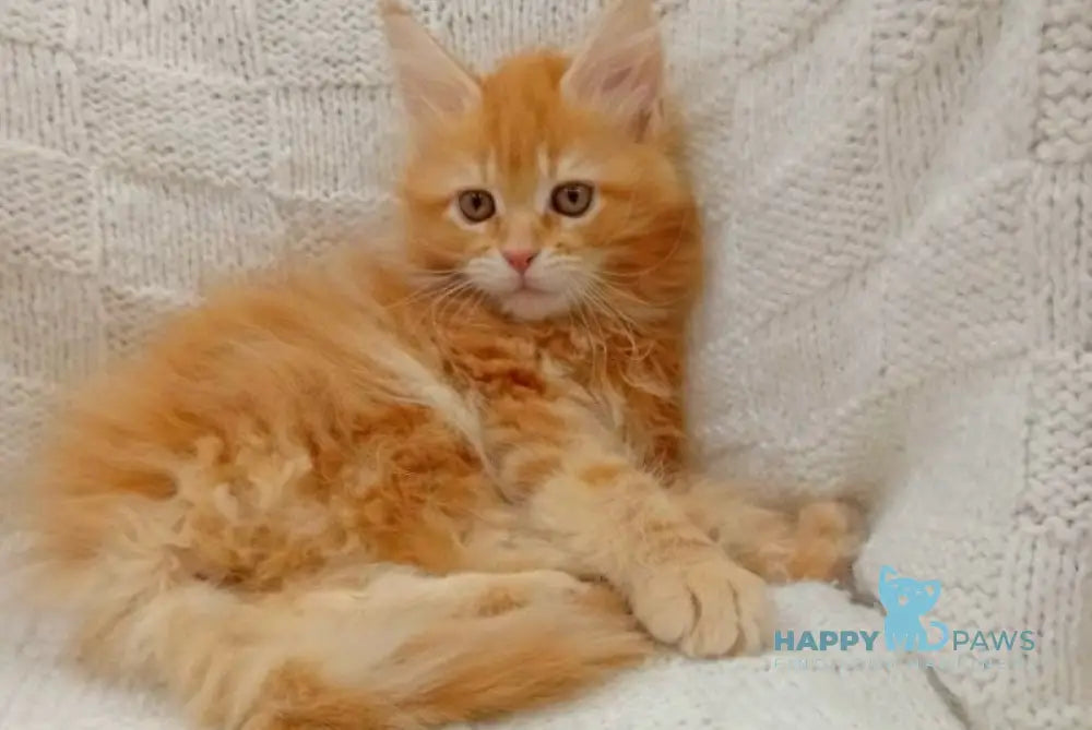 Fiona Maine Coon female red tabby live animals