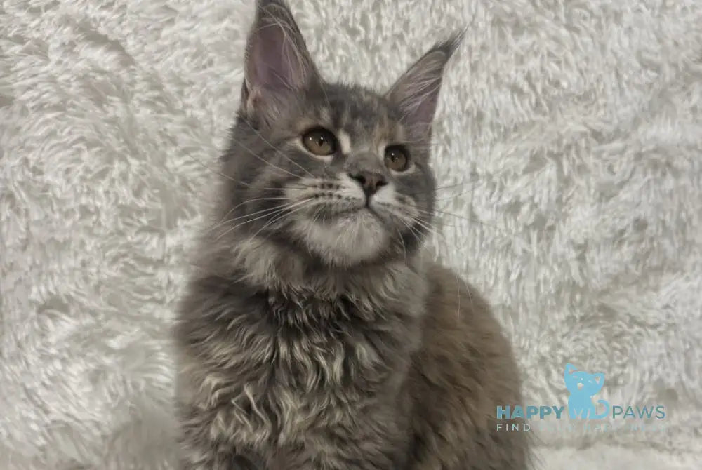 Fiona Maine Coon polydactyl female blue tortie spotted tabby live animals