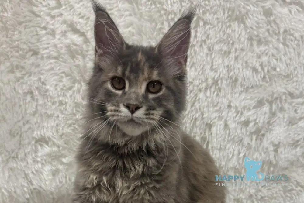 Fiona Maine Coon polydactyl female blue tortie spotted tabby live animals