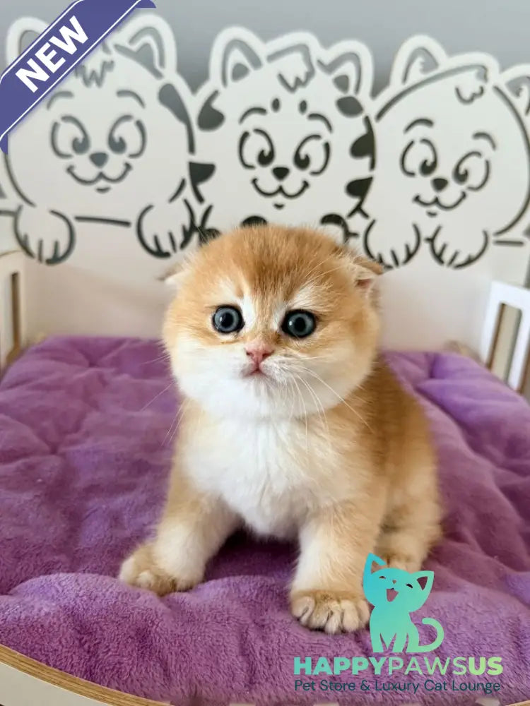 Fiona Scottish Fold female black golden chinchilla - live animals