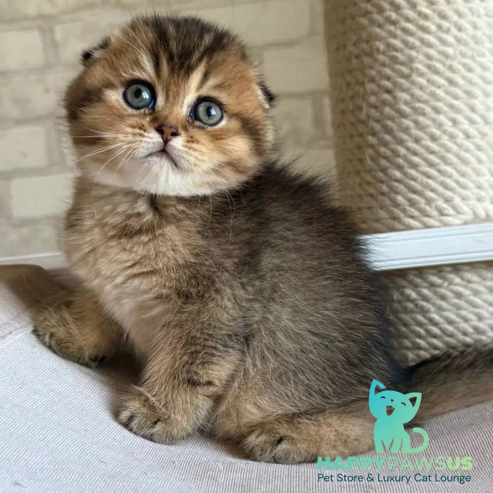 Fiona Scottish Fold female black golden ticked tabby - live animals