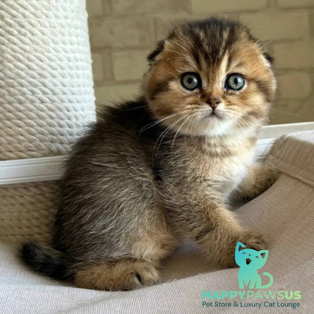 Fiona Scottish Fold female black golden ticked tabby - live animals