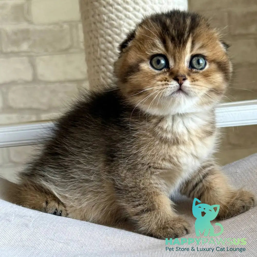 Fiona Scottish Fold female black golden ticked tabby - live animals