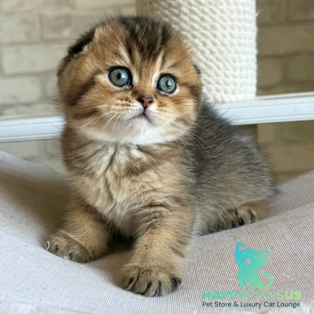 Fiona Scottish Fold female black golden ticked tabby - live animals