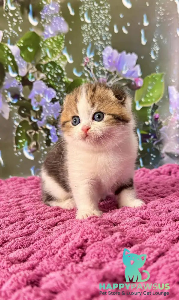 Fiona Scottish Fold female black tabby bicolour - live animals