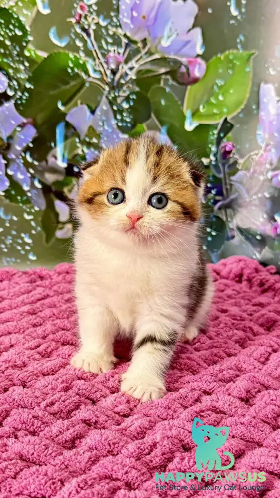 Fiona Scottish Fold female black tabby bicolour - live animals