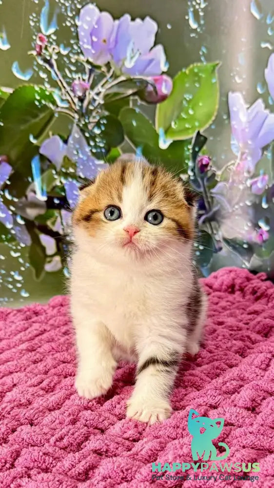 Fiona Scottish Fold female black tabby bicolour - live animals