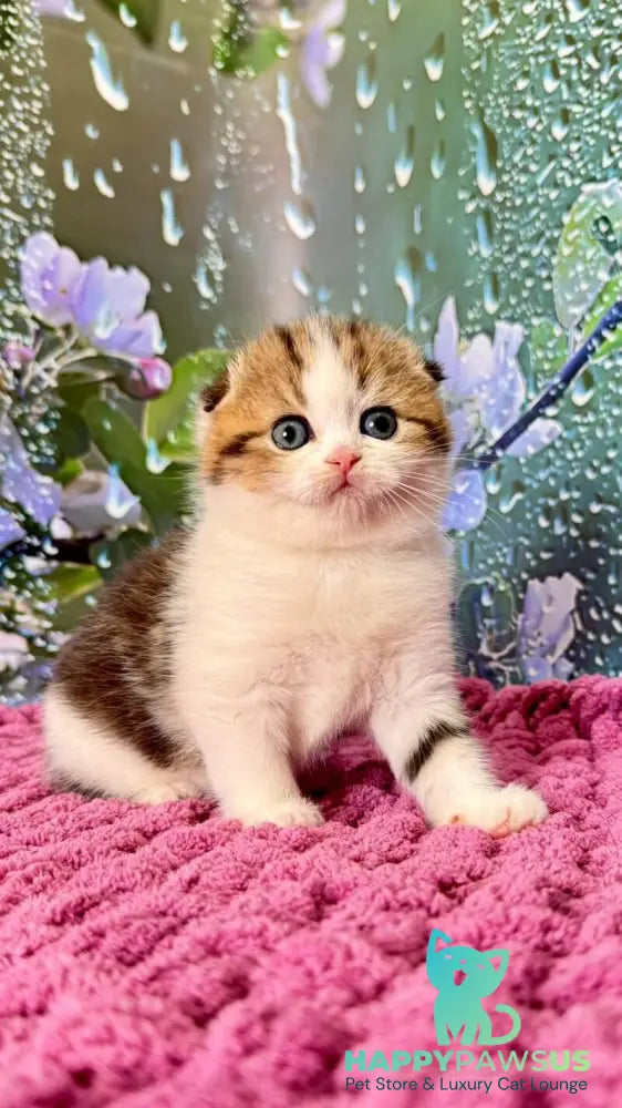 Fiona Scottish Fold female black tabby bicolour - live animals