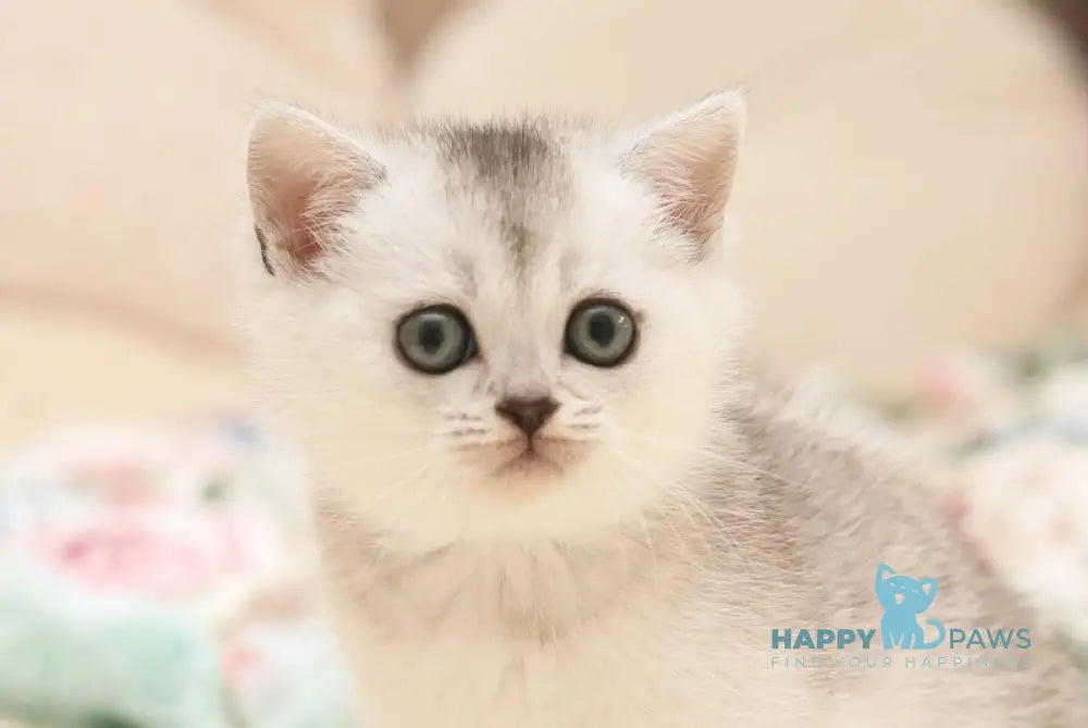 Fiona Scottish Straight female black silver shaded live animals