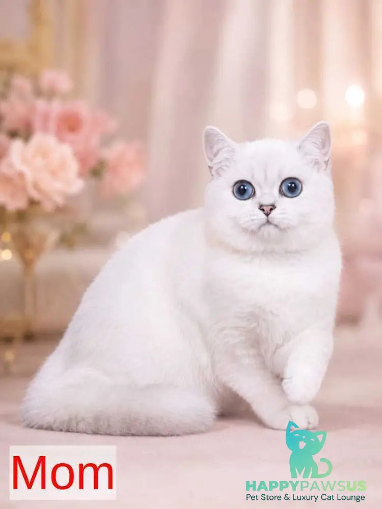 Fiona Scottish Straight female black silver shaded - live animals