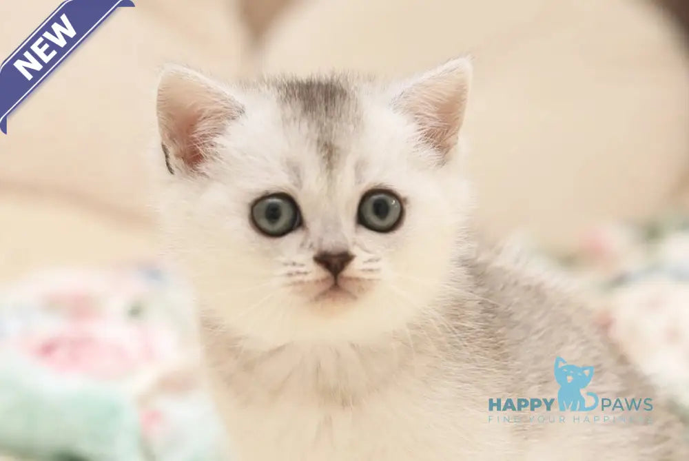 Fiona Scottish Straight female black silver shaded live animals