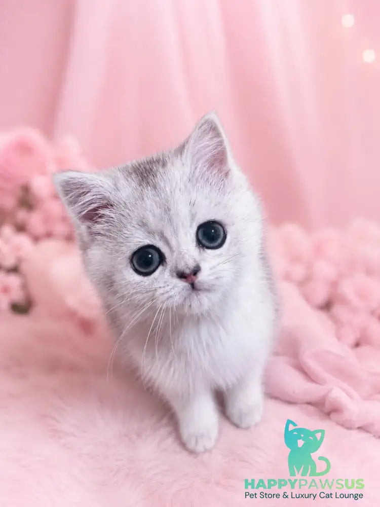 Fiona Scottish Straight female black silver shaded - live animals