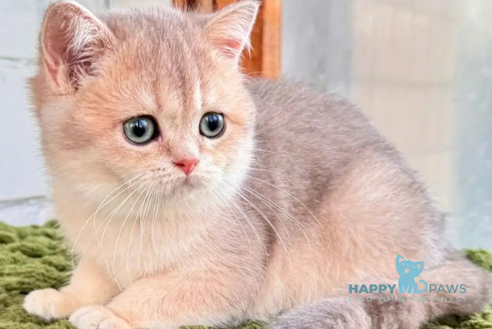 Fiona Scottish Straight female blue golden shaded live animals