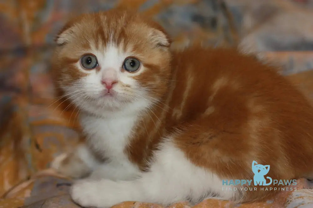 Fire Fox Scottish Fold male red tabby bicolour live animals