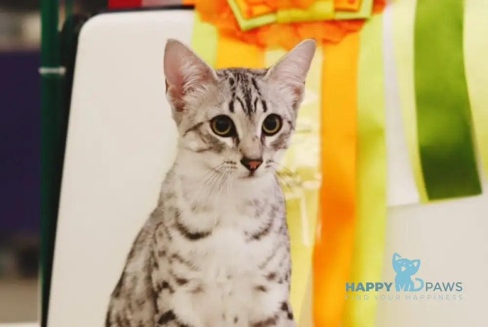 FireBastet Dgobo Egyptian Mau male black silver spotted tabby live animals