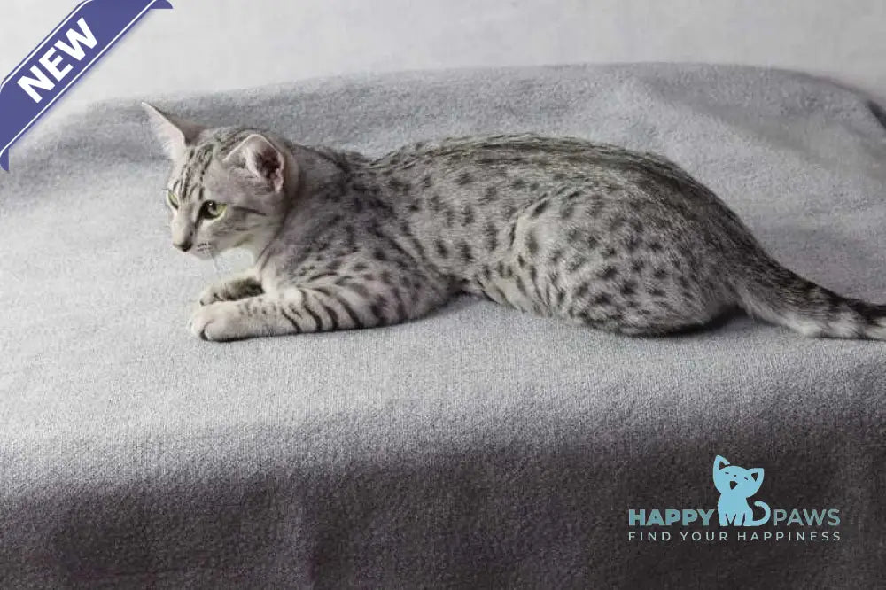 FireBastet Dgobo Egyptian Mau male black silver spotted tabby live animals