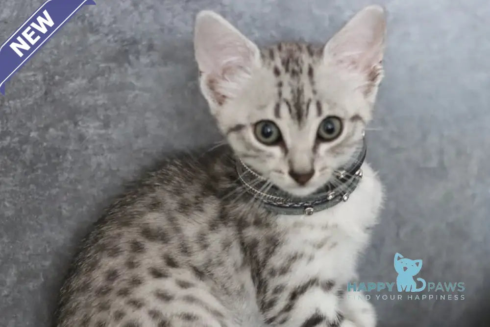 FireBastet Dgobo Egyptian Mau male black silver spotted tabby live animals