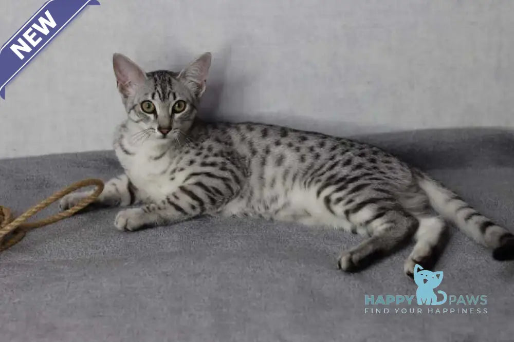 FireBastet Dgobo Egyptian Mau male black silver spotted tabby live animals