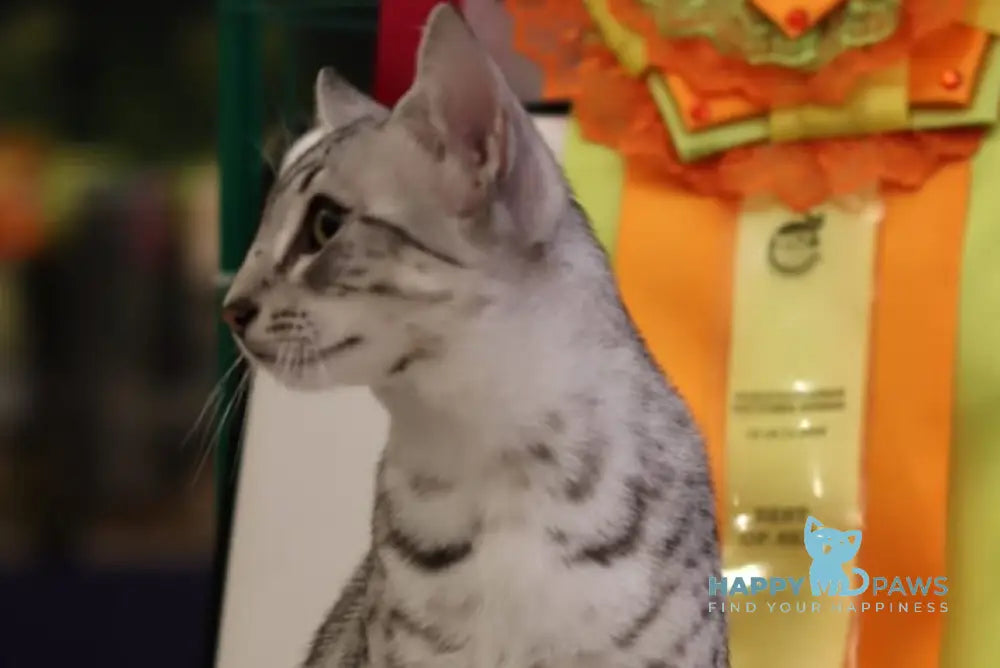 FireBastet Dgobo Egyptian Mau male black silver spotted tabby live animals