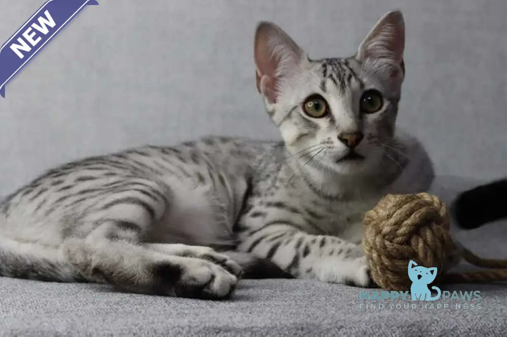 FireBastet Dgobo Egyptian Mau male black silver spotted tabby live animals