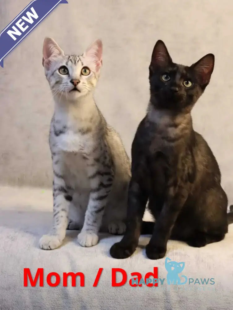 FireBastet Dgobo Egyptian Mau male black silver spotted tabby live animals