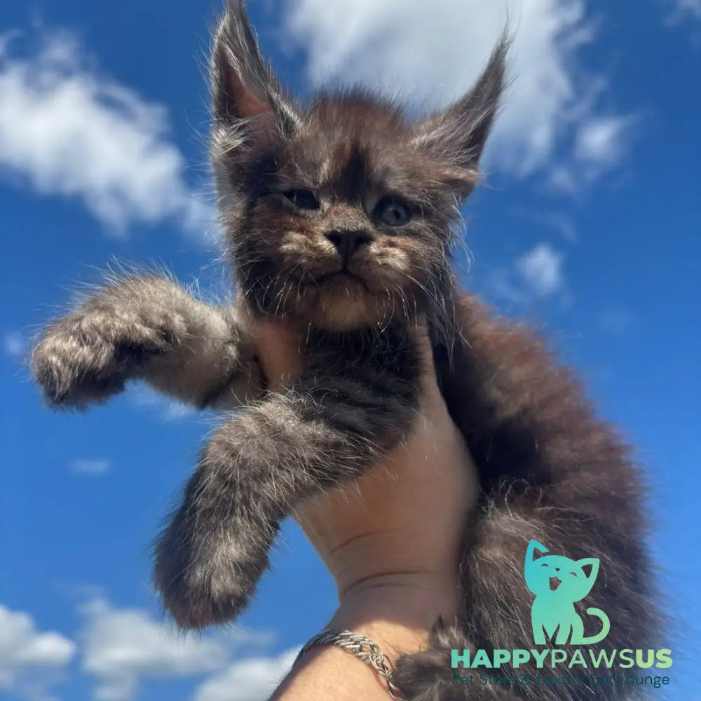 First Maine Coon male black silver - live animals