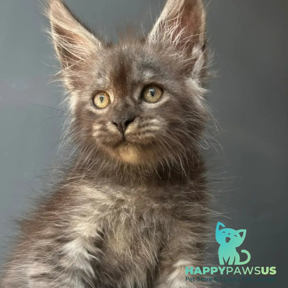 First Maine Coon male black silver - live animals