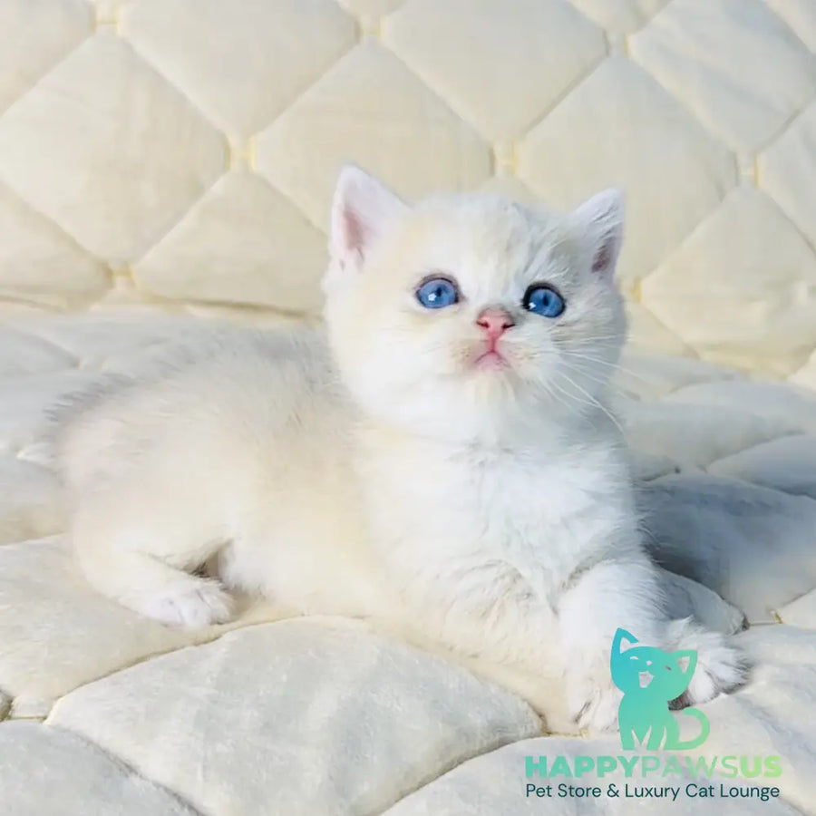 Fistashka British Shorthair female blue golden shaded - live animals
