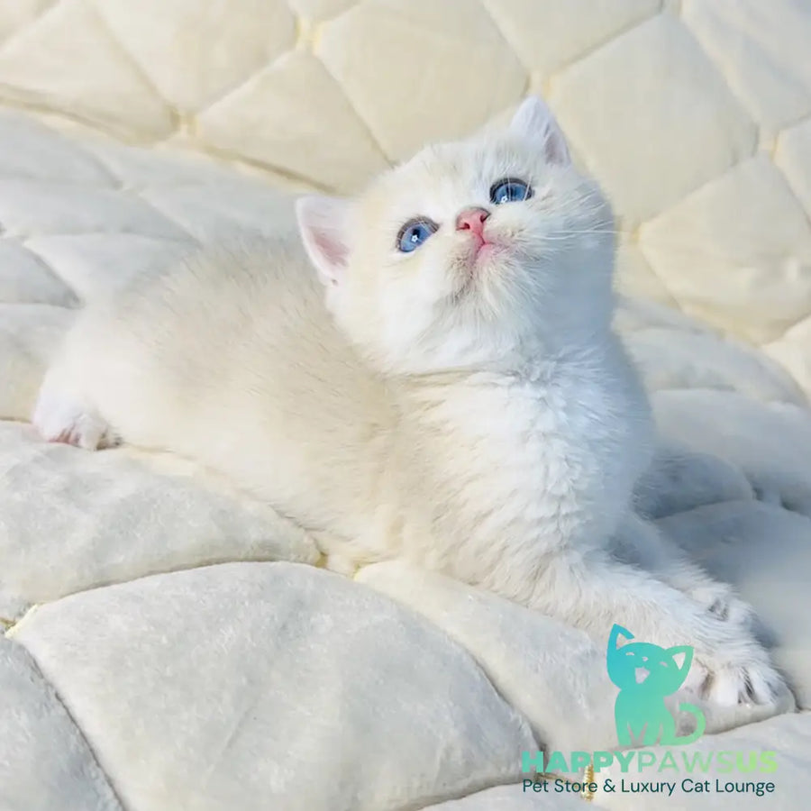 Fistashka British Shorthair female blue golden shaded - live animals