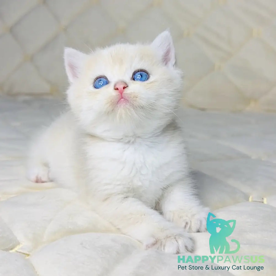 Fistashka British Shorthair female blue golden shaded - live animals