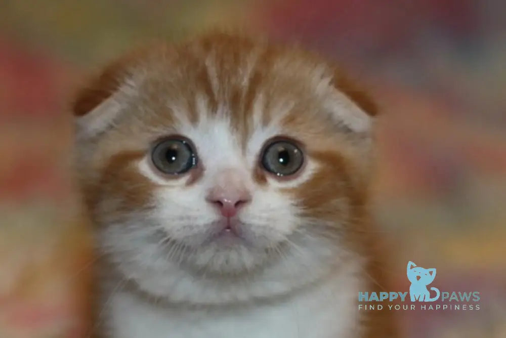 Fitzpatrick Scottish Fold male red tabby bicolour live animals