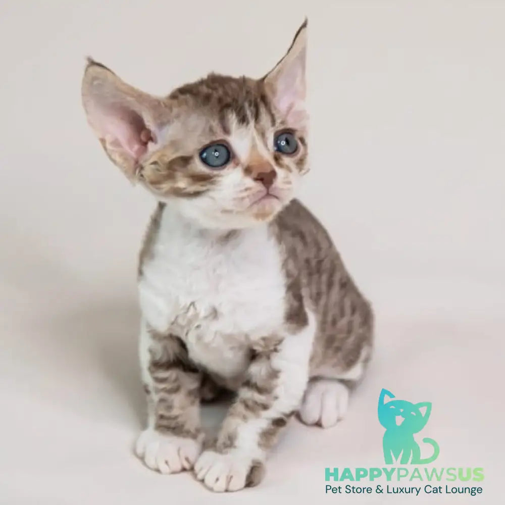 Fixik Devon Rex male chocolate bicolour spotted tabby - live animals