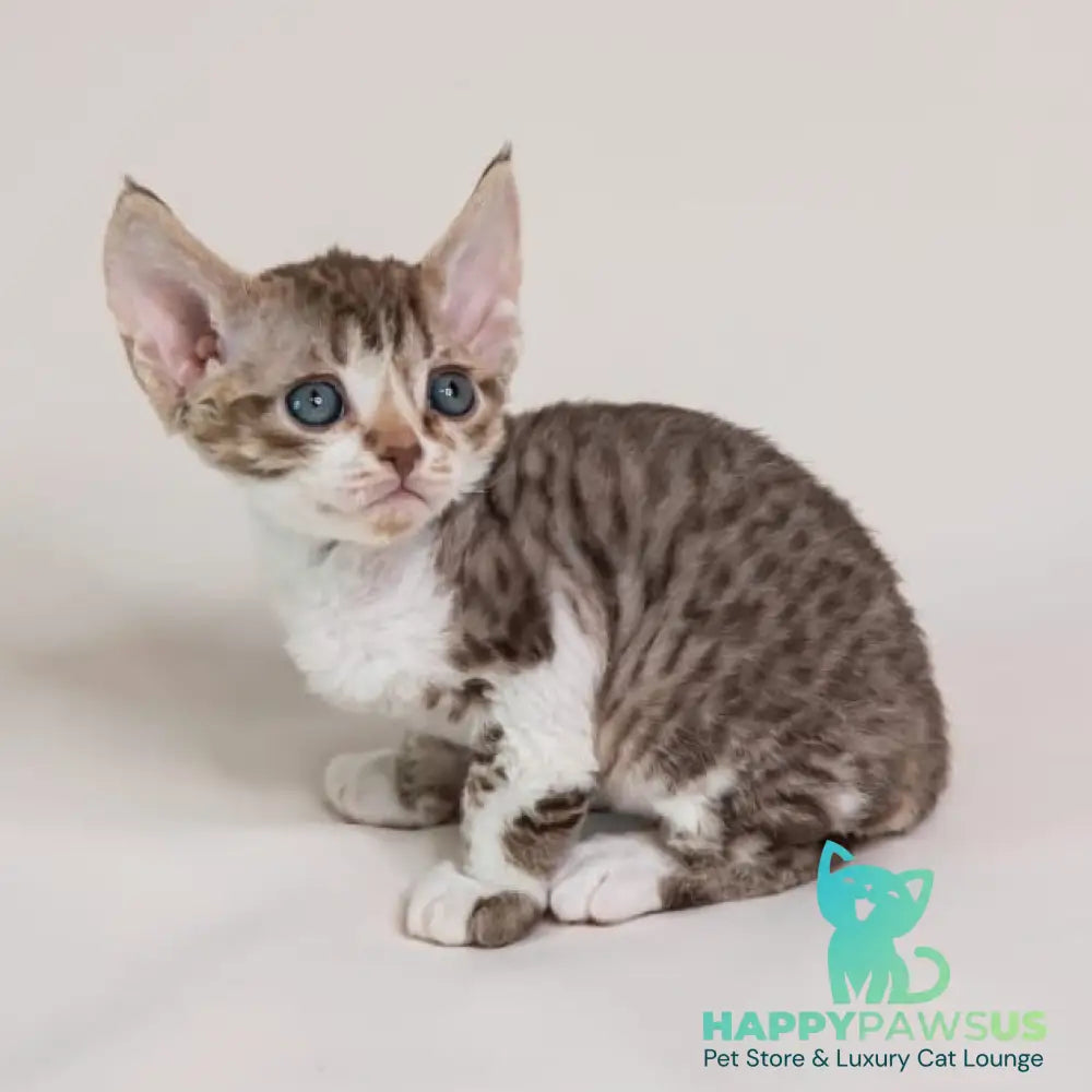 Fixik Devon Rex male chocolate bicolour spotted tabby - live animals
