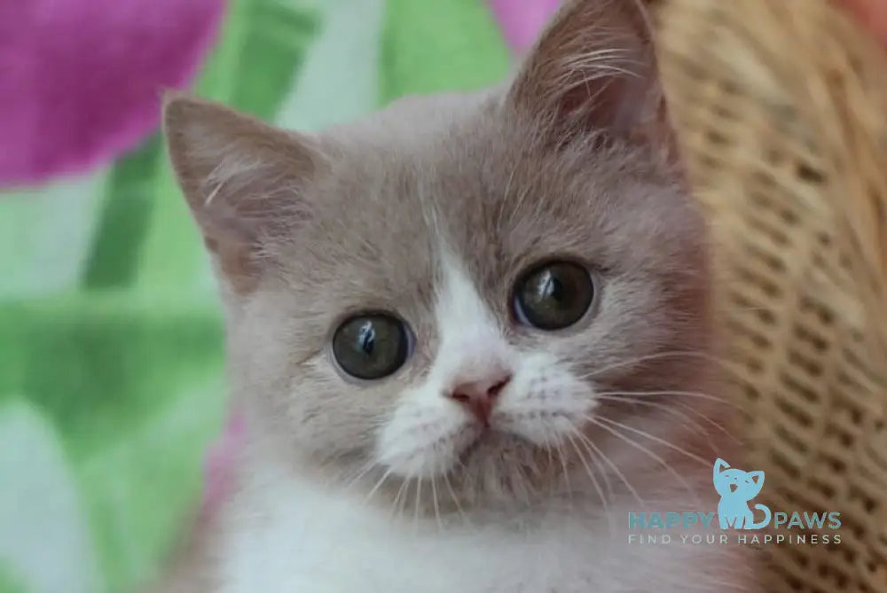 Fixs British Shorthair male lilac bicolour live animals