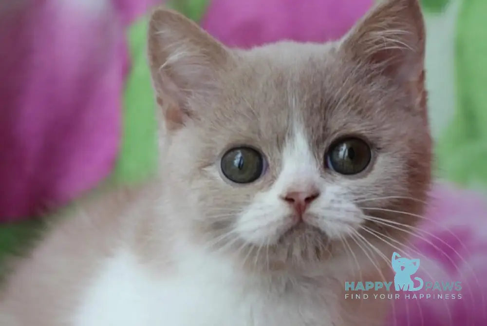 Fixs British Shorthair male lilac bicolour live animals