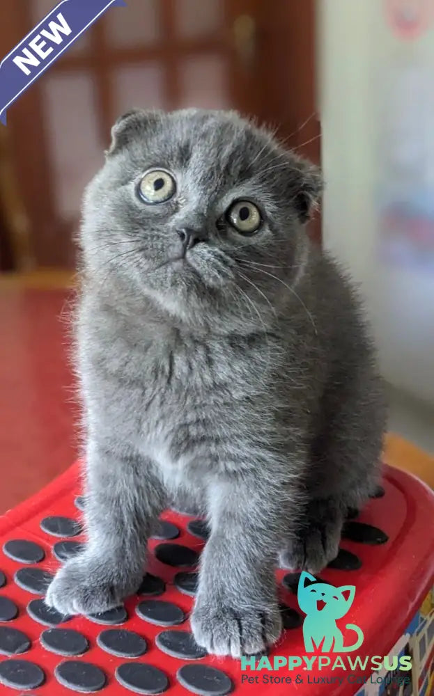 Fizzy Scottish Fold male blue - live animals