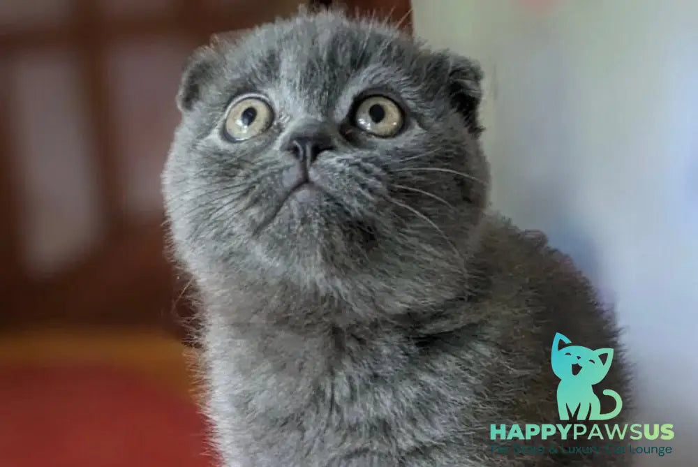 Fizzy Scottish Fold male blue - live animals