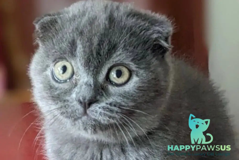 Fizzy Scottish Fold male blue - live animals