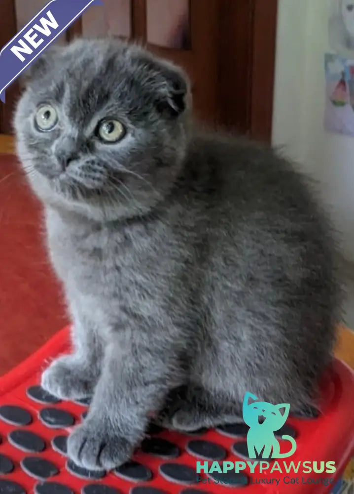 Fizzy Scottish Fold male blue - live animals