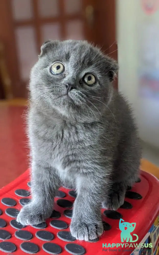 Fizzy Scottish Fold male blue - live animals