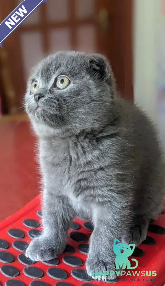 Fizzy Scottish Fold male blue - live animals