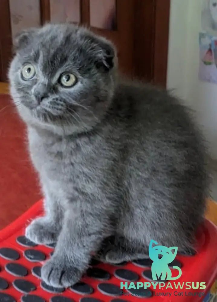 Fizzy Scottish Fold male blue - live animals