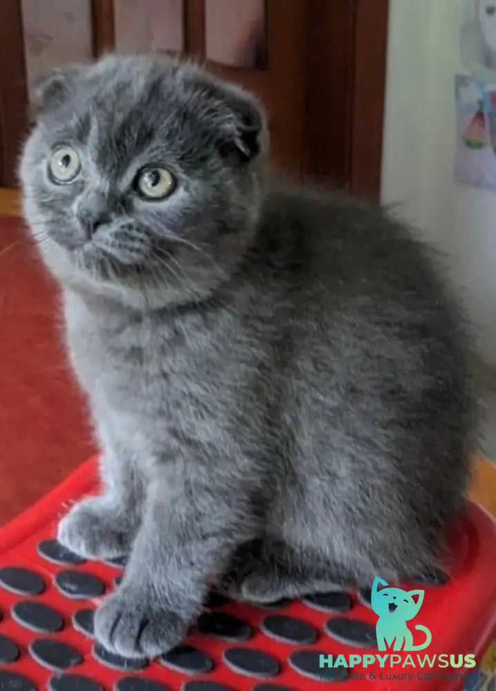 Fizzy Scottish Fold male blue - live animals