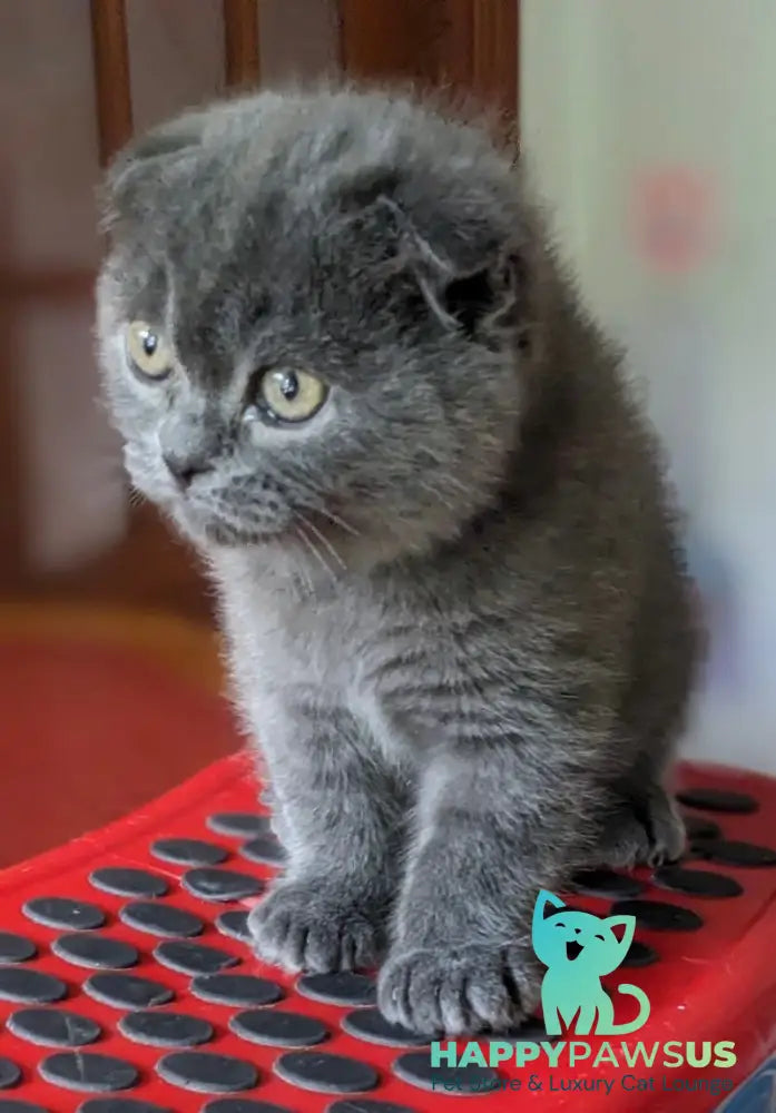 Fizzy Scottish Fold male blue - live animals