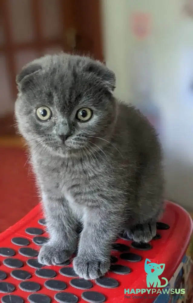 Fizzy Scottish Fold male blue - live animals