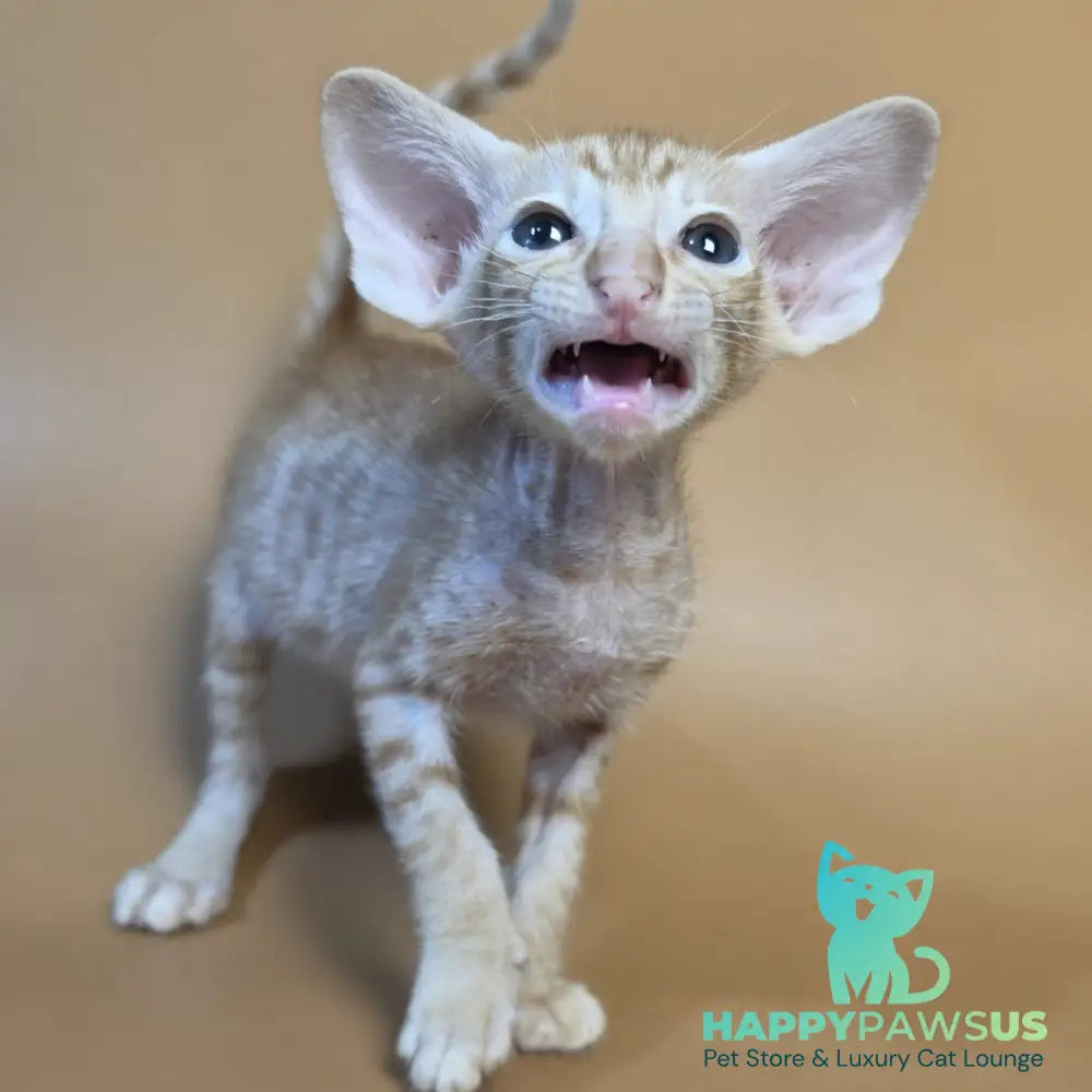 Flame Oriental Shorthair female red - live animals