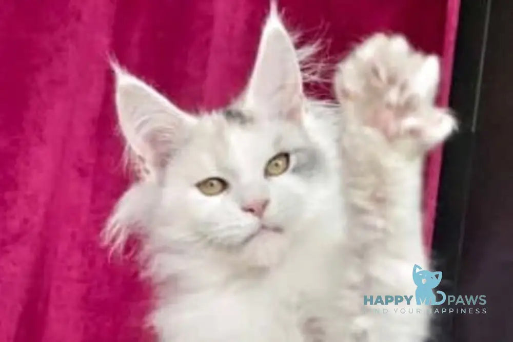 Fler Maine Coon female black tortie silver tabby bicolour live animals