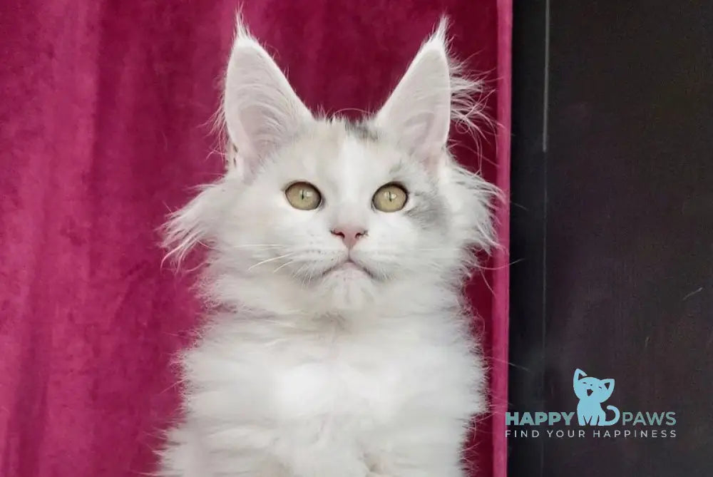 Fler Maine Coon female black tortie silver tabby bicolour live animals