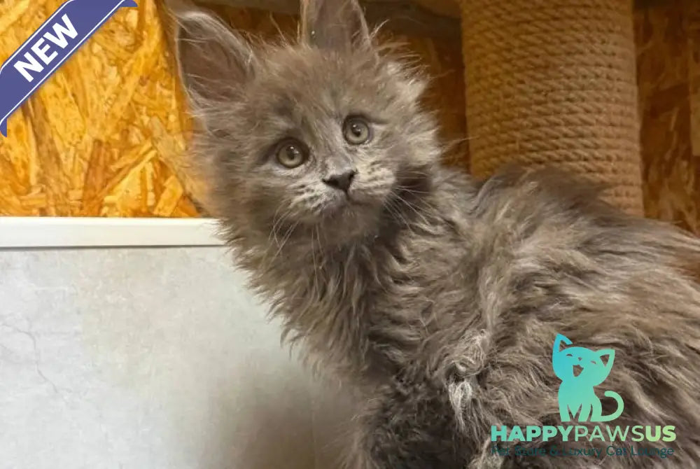 Fletcher Maine Coon male blue - live animals